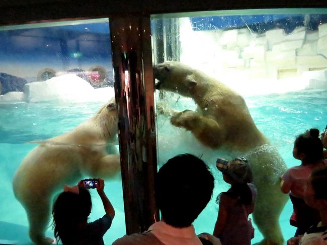 別居では威勢のいいゴーゴ君ですが、お試し同居では借りてきた熊状態だったそう（笑）<br />１０歳以上も年上のオホトさんに気を使ったのかな？<br />バフィンさんとの３年に渡る経験がゴーゴ君をきっと成長させていると思います。