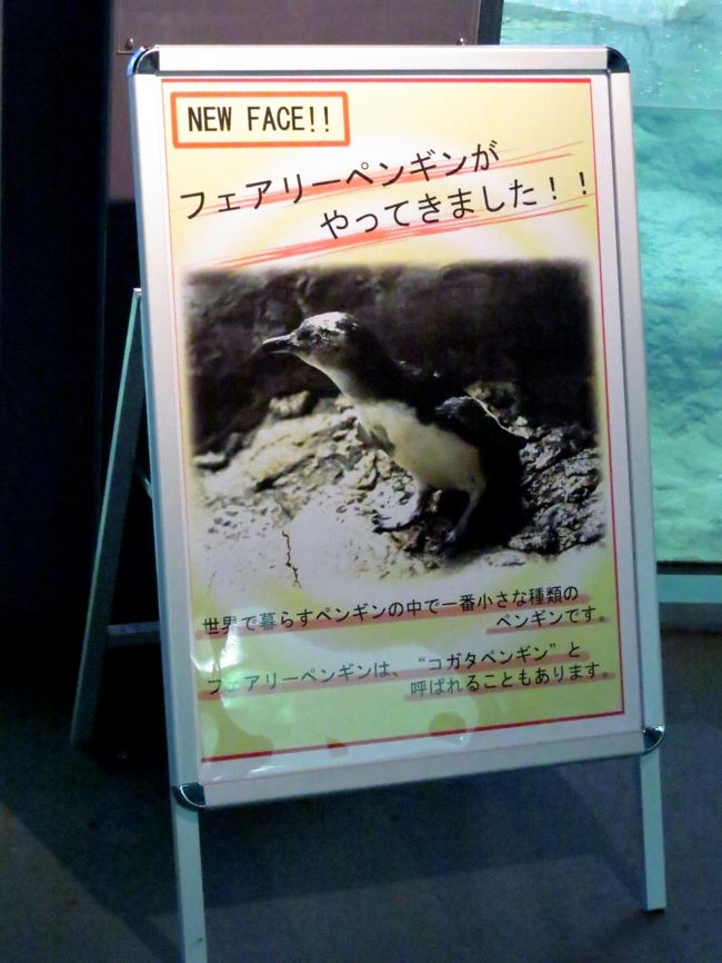 センタードームに新しい仲間がやってきました。<br /><br />世界最小のペンギンであるフェアリーペンギンです。