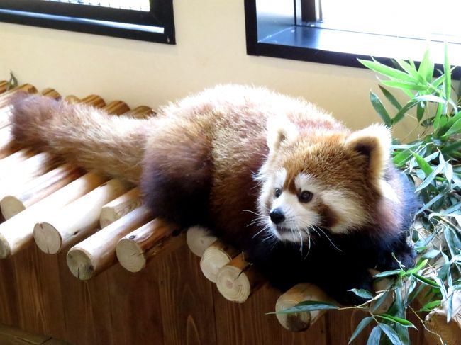 園内の何所から何所かに行く際に一旦ウエルカムルームに戻る癖がつきつつあります（笑）<br /><br />新しいウエルカムルームは日差し、風通しが良くてとても気持ちよさそう。<br />可愛くまどろむ娘ちゃん。