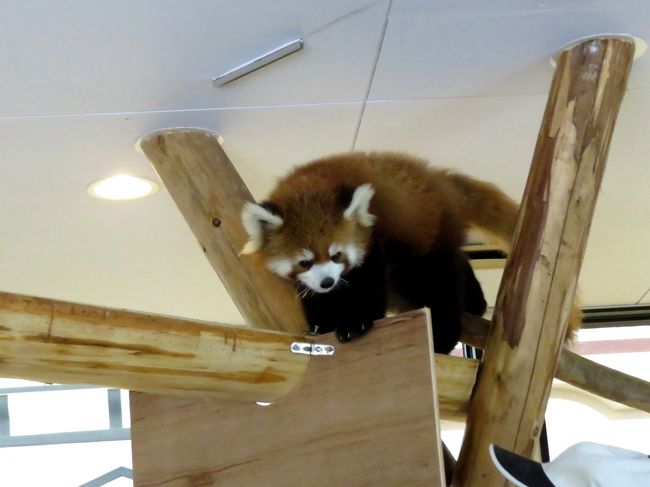 １２時になりレクチャータイムの時間となりました。<br /><br />息子君と娘ちゃんの展示場を分けるアクリル板が外されます。