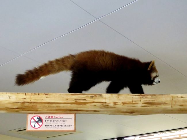 娘ちゃん始動です。