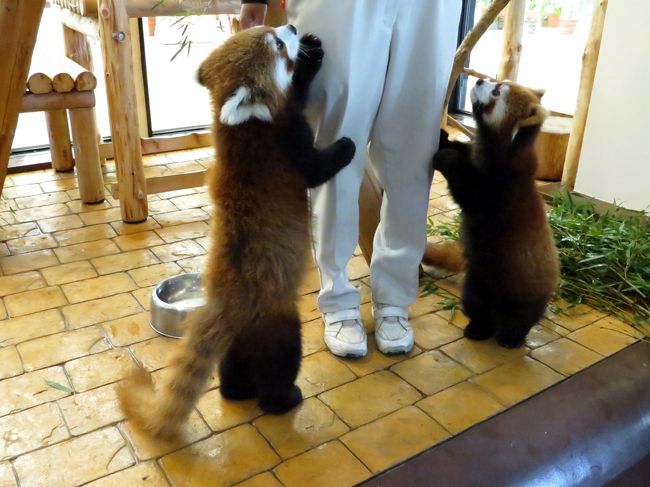 ねだるレッサー兄妹！！