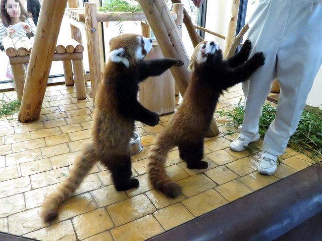 ダンシン、ダンシン！！