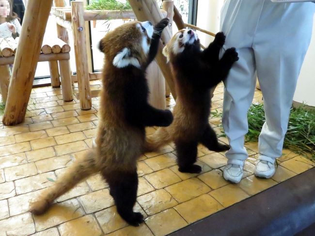 娘ちゃんの左後ろ足が可愛すぎる！！<br /><br />アドベンのレクチャータイムではちょっと他では味わえない可愛らしさの大洪水に遭遇することができますよ！！