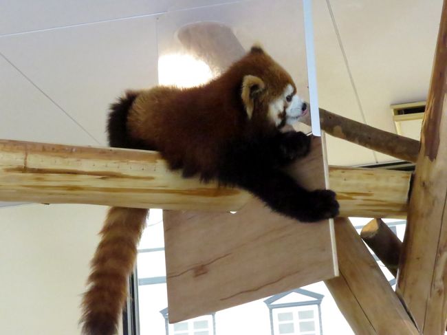 １５分間のレクチャータイムが終了して再び別居・・・息子君の展示場にちょっと未練の娘ちゃん。<br /><br />娘ちゃんはこの仕切りの下部分の板が設置されてからも度々突破を企図していたそうですが、突破に失敗して落下したことがあるそうで、それ以降、積極的に仕切りの突破を試みることはなくなってそうです<br /><br />アドベンにいる７匹のレッサーパンダを比較すると、娘ちゃんが一番運動能力高いかもしれませんね、次がライラちゃんかな？