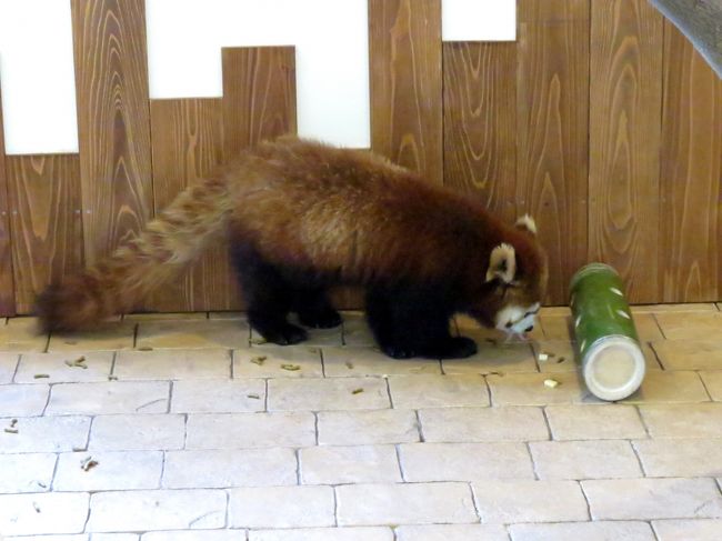 ころころ転がして中の餌を取り出して食べていました。<br /><br />賢い子ですね。<br /><br />