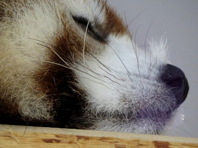 最後はおまけ<br />娘ちゃんの鼻上のぴょん毛<br />少なくとも日本にいる２５０匹以上のレッサーパンダではこの子だけが持つチャームポイントです<br /><br /><br />今日は夜に大阪で用事があり、１４時に家路についたのでポリンちゃんとライラちゃんには会うことが出来ませんでしたが、キーパーさんのお話では「元気ですよ」とのことでした。<br />次回はライラちゃん、ポリンちゃんにも会いたいですね。