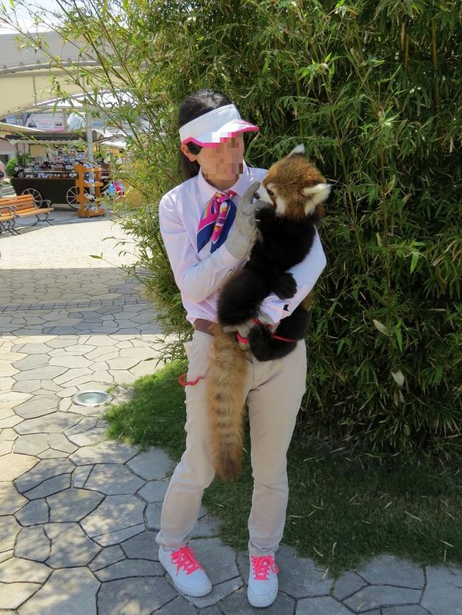１３時からは様々な動物が参加するアニマルカーニバル、レッサーからは息子君が参加します・・・もちろん息子君以前はレッサーのカーニバルの参加など考えられませんでした。<br /><br />中国四川省の高地で暮らし暑さが苦手なレッサーパンダ、白浜生まれの息子君ももちろん例外ではありません。<br />他の動物たちがパレードする間にパンダラブ前の竹の木陰で一休みの息子君とキーパーさんです。