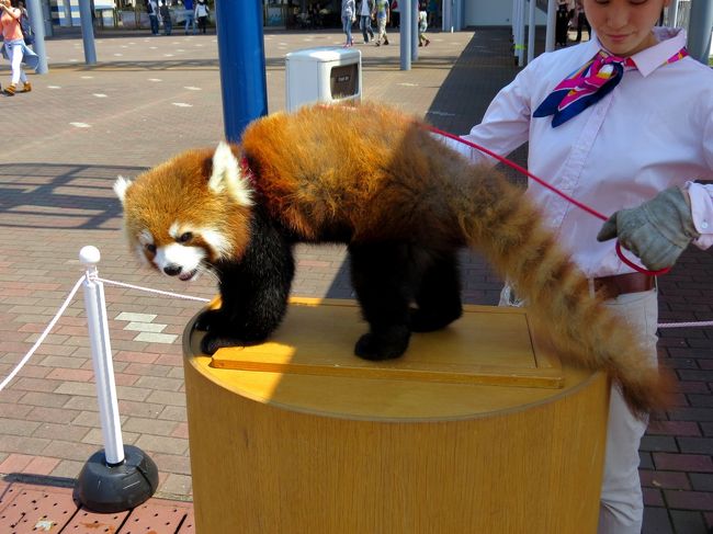 カーニバルには大型哺乳類では馬やラクダ、アルパカなどが、小型哺乳類ではリスザルやコツメカワウソ、ワオキツネザルなどが参加しているのですが、息子君の目立ちっぷりときたら・・・、<br /><br />