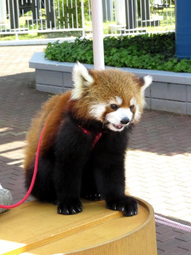 息子君を見つけたお客さんは、２度見して確かめたり、「きゃ〜、かわいいっ」と黄色い悲鳴を上げたり・・・やはりレッサーパンダの存在感、可愛らしさはすごいものがありますね。