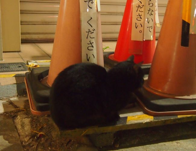 ＪＲ奈良駅に向かって、初め来た道を戻ると<br /><br />若いニャンコちゃん達がいました♪<br /><br />クロねこちゃん