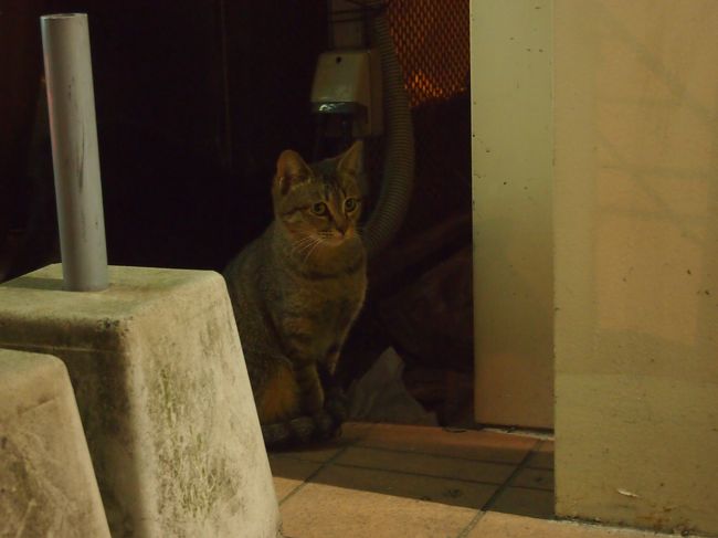 ノラちゃんだろうけど、あどけない表情のこの子が可愛かった☆