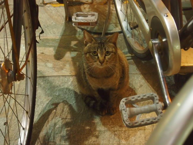 暗いと写真撮り難いですが、猫ちゃんは暗い時間の方が目が黒くって可愛いですね＾＾