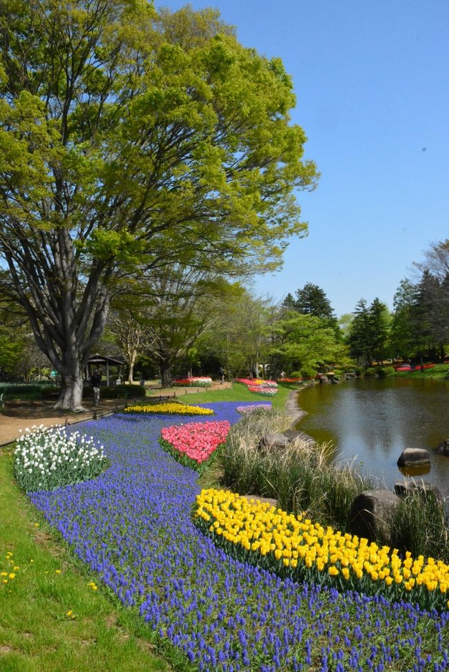 花ごよみ花だより15 Primavera 昭和記念公園チューリップオフ会 羊山 芝桜 足利 藤 立川 東京 の旅行記 ブログ By るなさん フォートラベル
