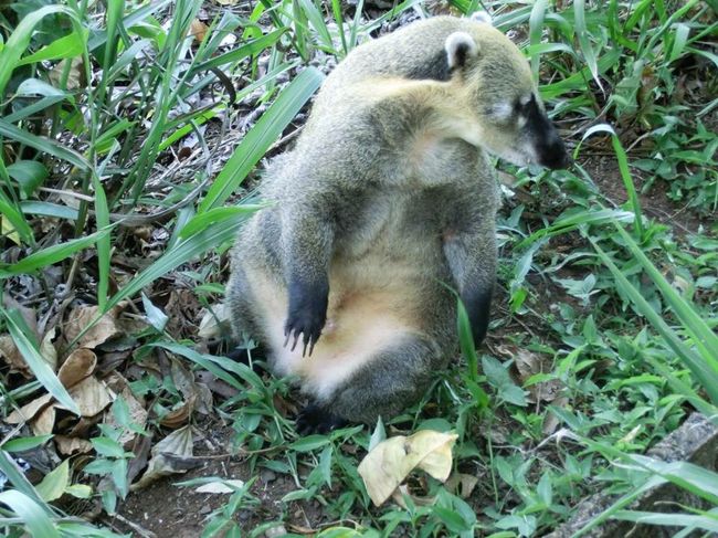公園内にいたアライグマ。