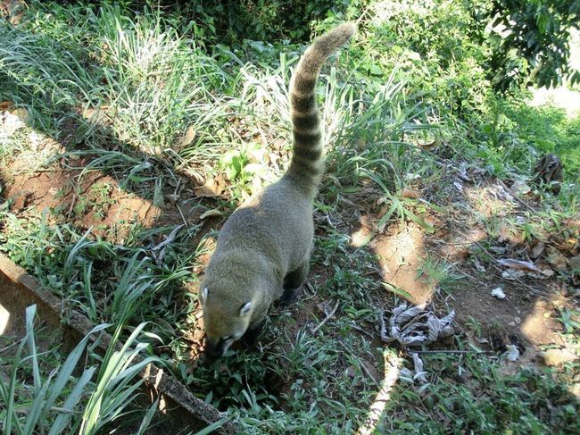 アライグマ…だよね？<br />日本で見るのと少し違う気がする