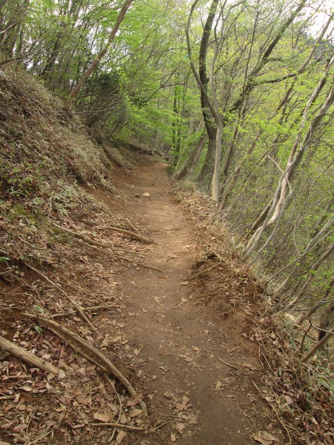 高水山から岩茸石山まではこのように比較的平らな道が続く。13：26