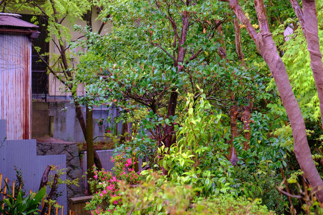 緑に囲まれた　旧居です。<br /><br />　秋は紅葉も素晴らしいでしょう。