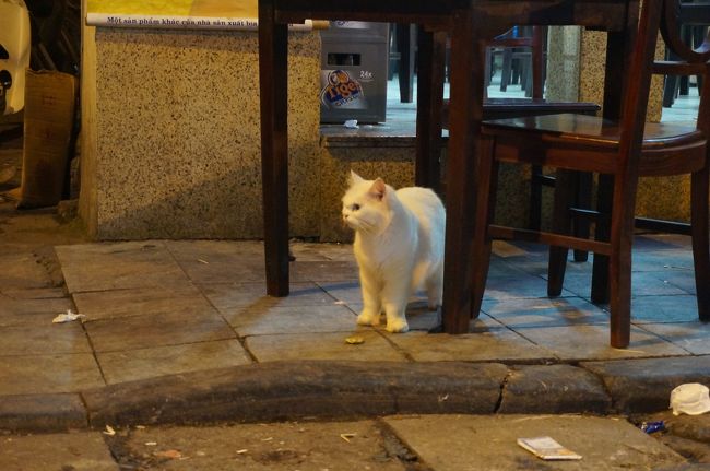 カフェの外テーブルに白猫発見！<br />この猫ちゃんはこのレストランの飼い猫で、ふさふさの毛が綺麗でした。<br />店主の方が抱っこして、私達に撫でさせてくれました〜