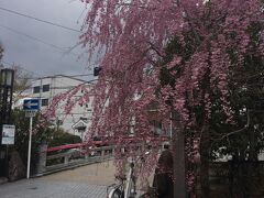なわて通りにある桜。