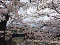 まず最初の目的地、松本城へ！
桜が満開ですごく綺麗！