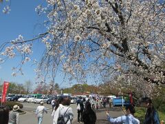 人間将棋の会場は、天童一の桜の名所〜舞鶴山公園。