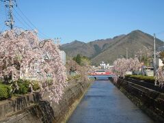 倉津川沿いはしだれ桜が立ち並びます。

天童市は天童温泉でも有名ですが、将棋の駒の生産が全国の９５％以上を占める将棋の街。
市内のホテルが名人戦などの対局会場になることもたびたびです。