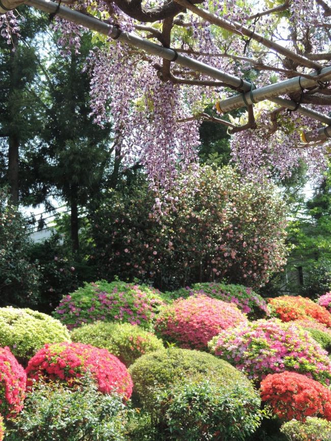 牡丹園は広く、藤とつつじが満開