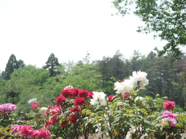 一度駅に戻って、駅前からでている臨時バスで東松山ぼたん園に。10分で到着。100円。ぼたん園の入場料は500円。