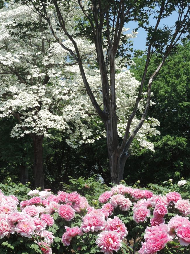 牡丹とハナミズキ