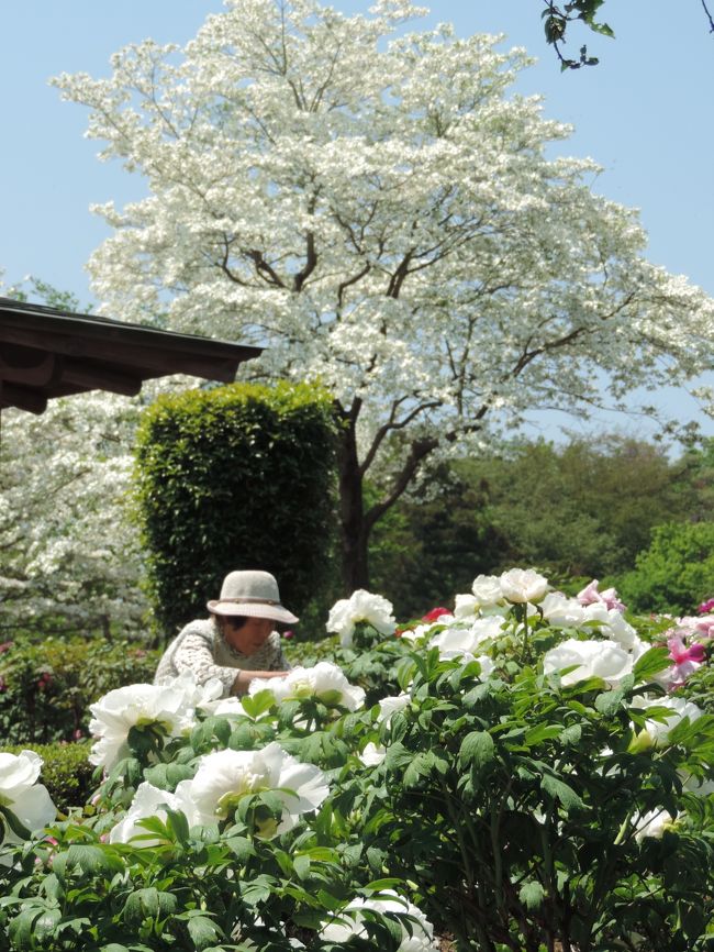 平日に訪れたせいか、人出は少なかった。