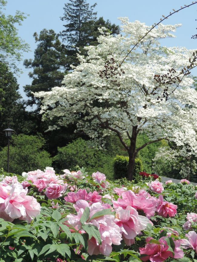 1時間ものんびりして、帰りのバスで東松山の戻った。