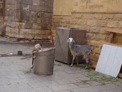 イスラーム地区ガマレイヤ通り在住。
ずいぶんスマートですね。見習いたいです。