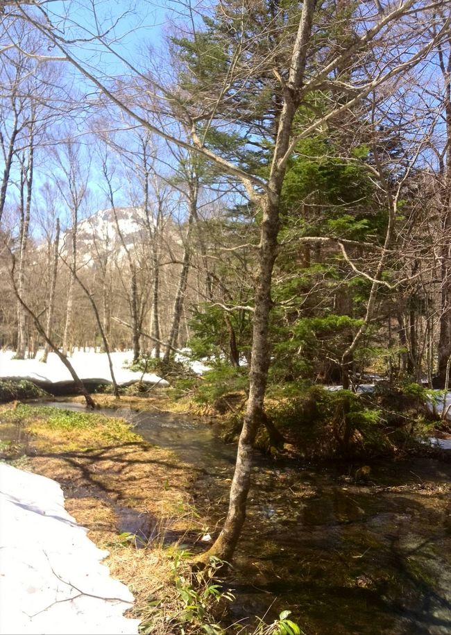 焼岳も枝の隙間からみえます<br /><br />(*´∀`)♪