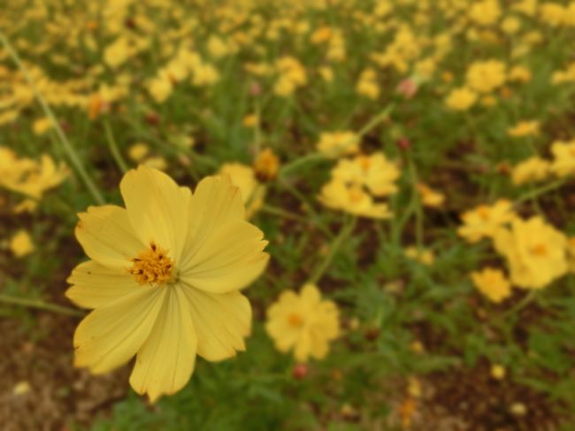 キバナコスモスも咲いていた(^^)