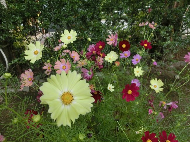 いろんな色のコスモス(^^♪<br />淡い色でホントにかわいい〜