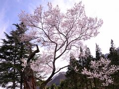 謙信の逆桜 赤谷湖記念公園
