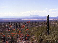 Saguaro N.M.（今はNational Parkになっている）に行ってみる。西と東があるけれど、そばに博物館のある西に行くことにした。