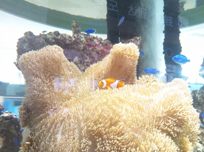 熱帯魚がいる水槽を発見。<br />かわいい（＾＾）<br />癒される…！