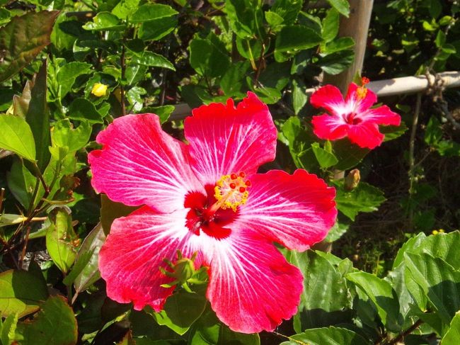 ハイビスカスがあちこちに咲いていました。<br />すてきです。