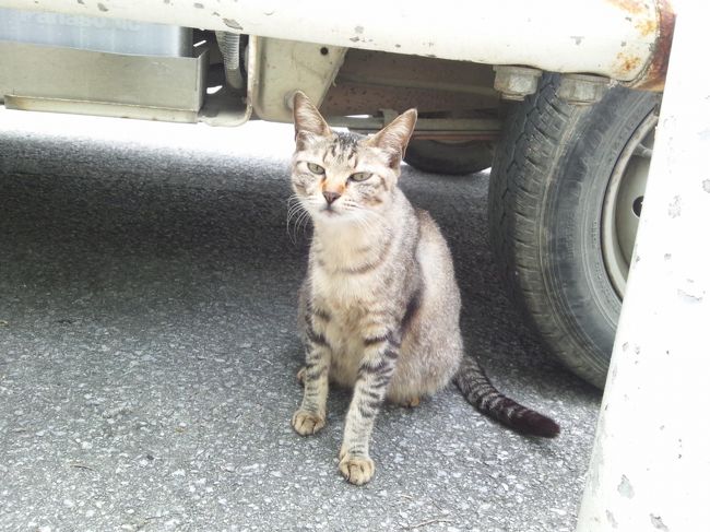 ねこに会いました。<br />全く逃げない、人懐こいねこです。