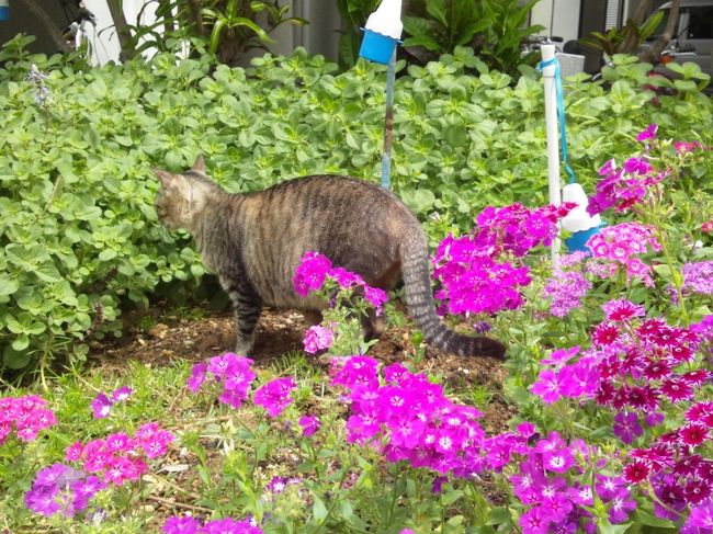 花壇の土とひたすら格闘中。