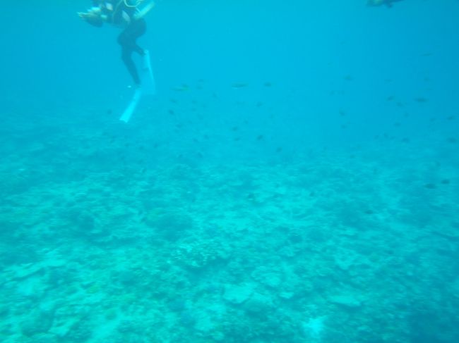 シュノーケルの人達とダイビングの人達とに別れて、ガイドさんと船の回りをシュノーケルします。少し泳いで、魚たちにお麩をあげます。お麩をあげると近寄ってはきますが、私が期待していたほどのトロピカルフィッシュたちはあまりおらず…ポイントによると思いますが。