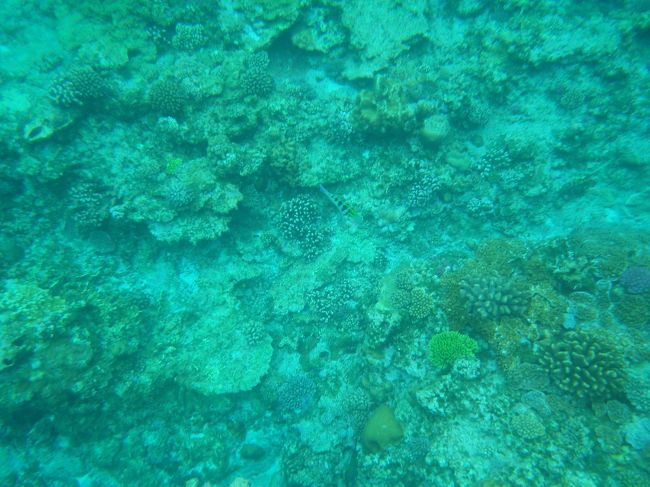 少しシュノーケルをした時点で、船に戻って休憩しましょう〜と言われ、一旦船に戻りましたが、えっ？ちょっとしか泳いでないのにもう休憩…このツアー失敗したかなと思いながら船でお茶を飲みました。