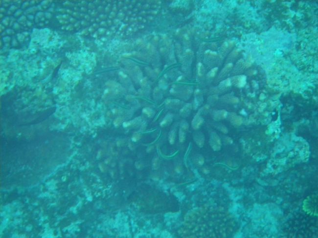 マリンスポーツをする人、シュノーケルからダイビングへ変更する人達が優先のため、シュノーケルのみ申し込んでいる私は、自分からシュノーケルしていいですか？とガイドの１人に言って、再開しました。