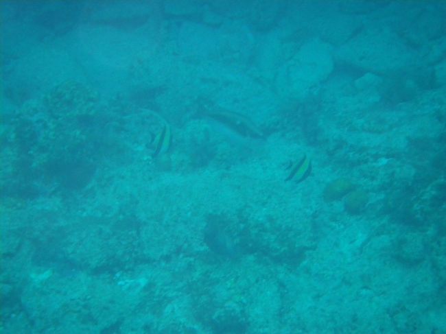 ダイビング組、シュノーケル組の人達がどんどん船へ戻っていくなか、私１人ずっとシュノーケルをしてましたが、私待ちの状況かな…と思い、船へ戻りました。本来時間的にもっとシュノーケルしても良かったみたいですが、皆さん船のシャワーをあび、お着替え済み。いつもより早いですが、４時前にポイントから出発。30分後、三重城港へ戻ってきました。<br />もっと魚や珊瑚がたくさんいるポイントで、シュノーケルしたかったです…