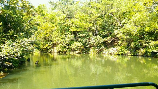 旦那が楽しみにしていた鑑賞船へ。<br />船頭さんのトークが面白いと有名ですが、<br />期待以上でしたｗ　<br /><br /><br />でもあたしたちともう一組以外は<br />台湾の観光客の方で、<br />笑いが少なくて残念でした(;∀;)www<br />