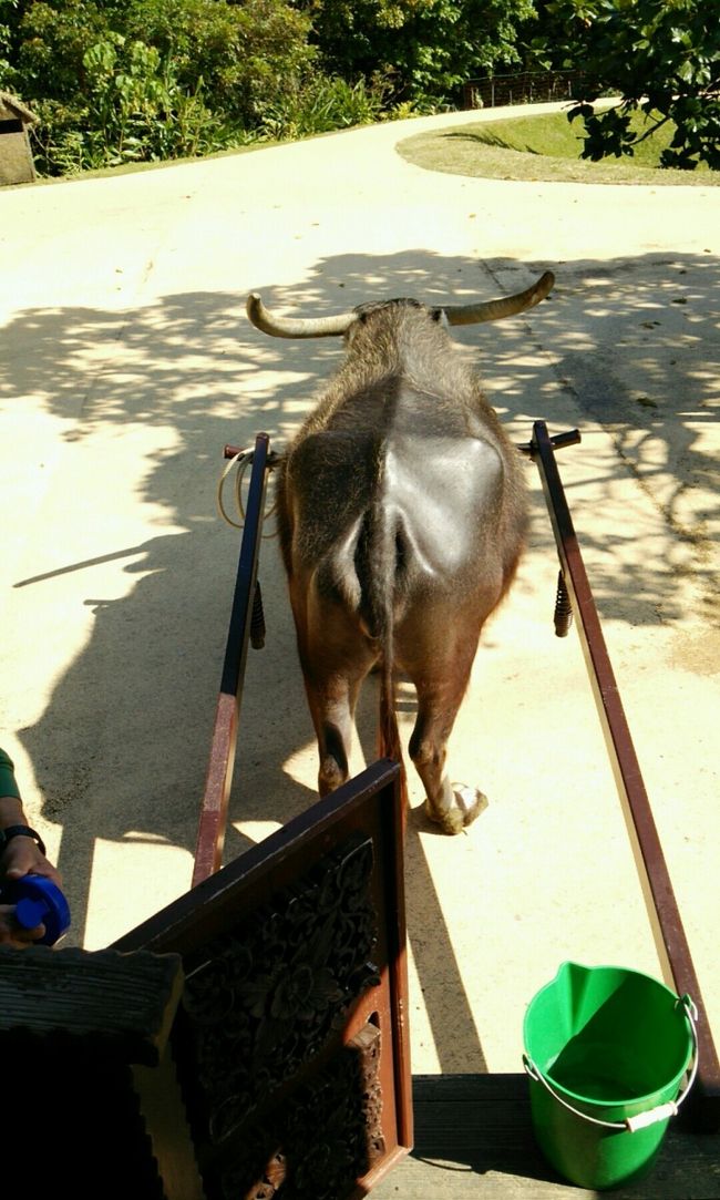 次は水牛車！<br /><br /><br />あたしたちを入れて３人で、<br />ほぼ貸し切り状態\(^^)／<br /><br /><br />メスのティンマちゃん！<br />力強く引っ張ってくれます(*"∀")ノｱﾘｶﾞﾄｰ<br /><br /><br />沖縄のこと、水牛のこと、花のこと、<br />色々教えてくれて勉強になりました。<br /><br /><br /><br /><br />園内を歩きつくして、<br />ここへきた目的の１つでもある<br />最後に琉装体験をしてきました(* ﾟ∀ﾟ)<br /><br /><br />マジックテープ式なので簡単で、<br />短時間で写真も仕上がります！<br /><br /><br />しかしここで・・・！<br /><br /><br />旦那が帽子(?)を被った瞬間<br />面白くて笑いが止まらなくなり、<br />スタッフの方に<br />シャッターを待ってもらいましたwww<br /><br /><br />本当に失礼しました(￣▽￣;)<br />