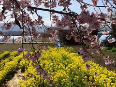 温泉のついている宿で英気を養い、翌朝はいちご狩りへ。
予約はしてなかったのだけど、11時までならだいじょうぶですよーとのことで、ちょうどよかった！

いちご狩りはスタジアムの近くでした。

桜と菜の花のコントラストがきれい★