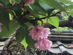 参道途中の、長谷山口坐神社。
八重桜の名残りが…